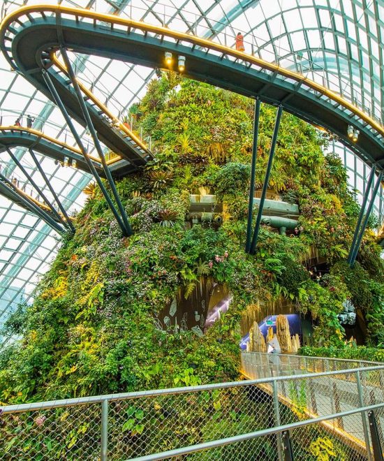 cloud forest