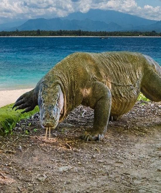 komodo-national-park