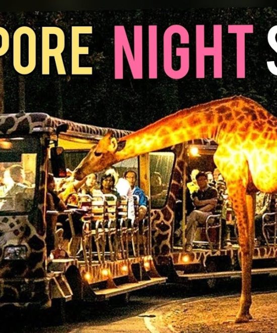 night safari